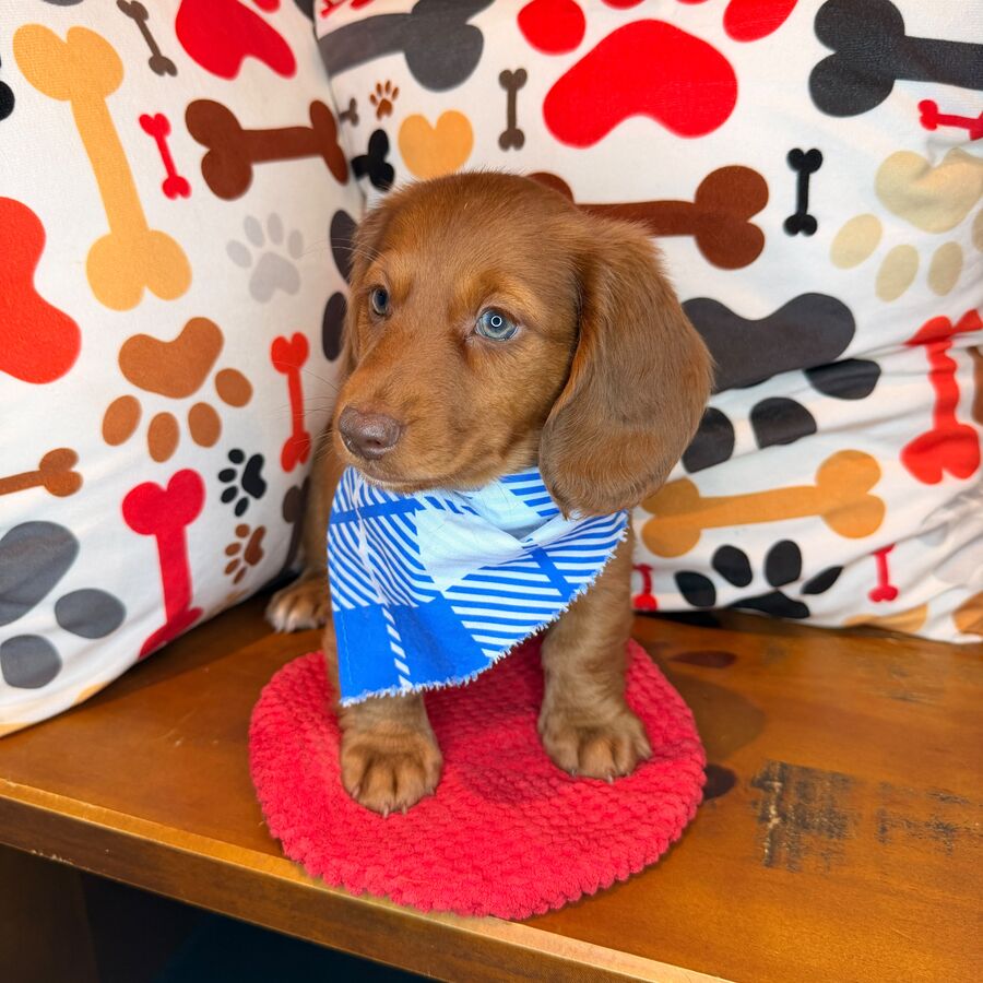 Finnigan, Dachshund puppy