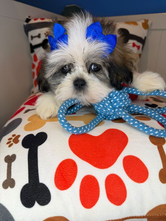 Lyric, Shih Tzu puppy